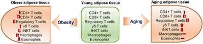 T Cells in Adipose Tissue in Aging